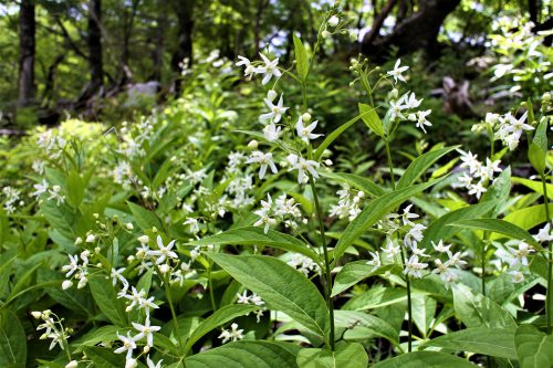 世界にひとつだけの花 スタッフブログ 高知の工務店 新築住宅 注文住宅 自然素材の家 リフォーム 大崎建築 おうちシュシュ おみせシュシュ 世界にひとつだけの花 スタッフブログ 高知の工務店 新築住宅 注文住宅 自然素材の家 リフォーム 大崎建築 おうちシュシュ おみせシュシュ